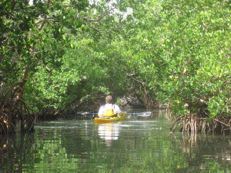 Captiva041813-4897.jpg - Jack, paddling through the mangrove trail for a second time. Kayaking Around Buck Key -- Day 2.  We went through the mangrove trails, twice.