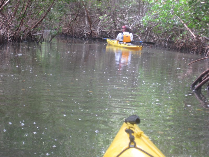 Captiva041813-4899.jpg - Jack, paddling through the mangrove trail for a second time. Kayaking Around Buck Key -- Day 2.  We went through the mangrove trails, twice.