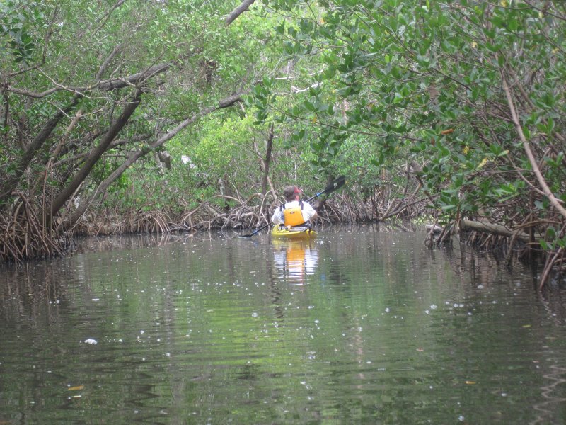 Captiva041813-4904.jpg - Jack, paddling through the mangrove trail for a second time. Kayaking Around Buck Key -- Day 2.  We went through the mangrove trails, twice.