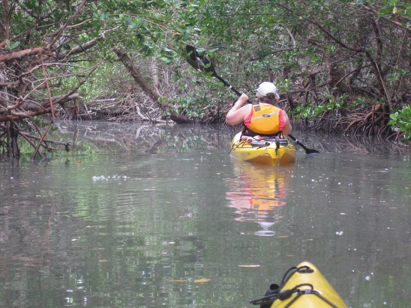 Captiva041813-4868.jpg - Mangrove Trail. Kayaking Around Buck Key -- Day 2.  We went through the mangrove trails, twice.