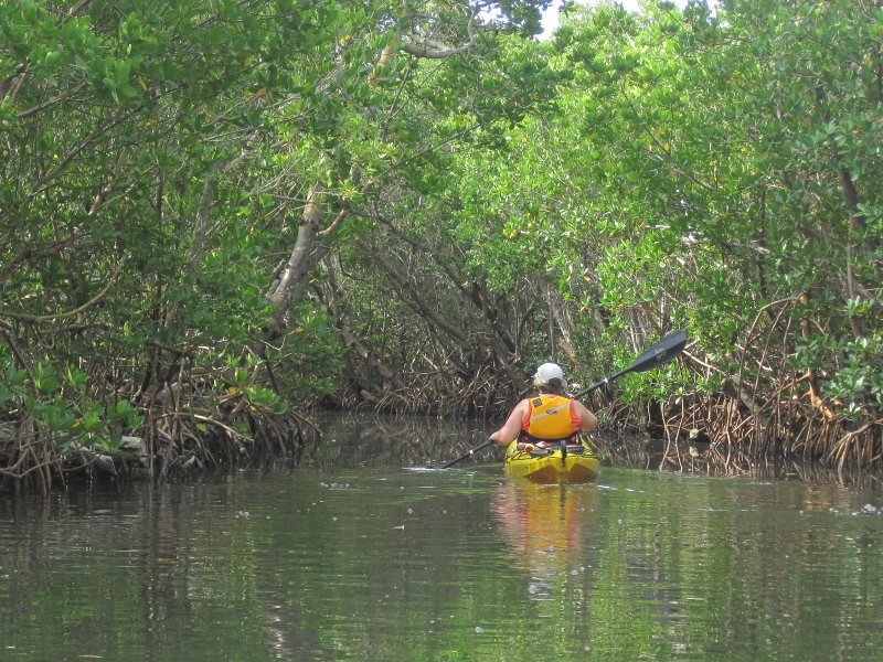 Captiva041813-4879.jpg - Mangrove Trail. Kayaking Around Buck Key -- Day 2.  We went through the mangrove trails, twice.