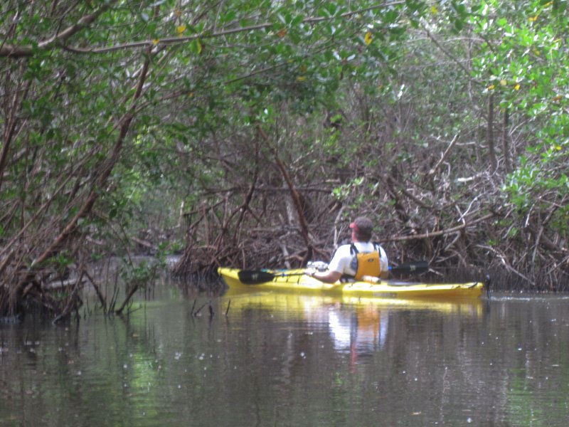 Captiva041813-4900.jpg - Jack, paddling through the mangrove trail for a second time. Kayaking Around Buck Key -- Day 2.  We went through the mangrove trails, twice.