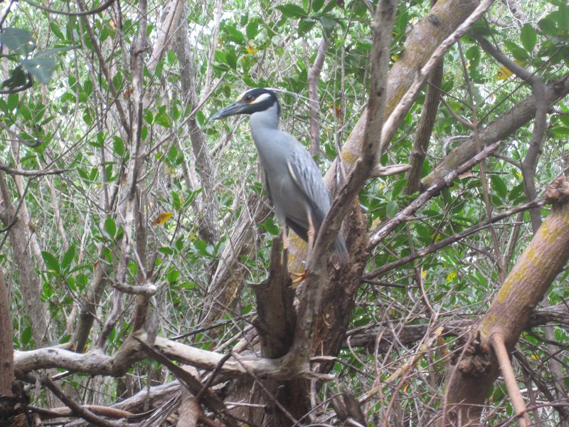 Captiva041813-4903.jpg - Yellow Crowned Night Heron on second loop through mangrove trail. Kayaking Around Buck Key -- Day 2.  We went through the mangrove trails, twice.