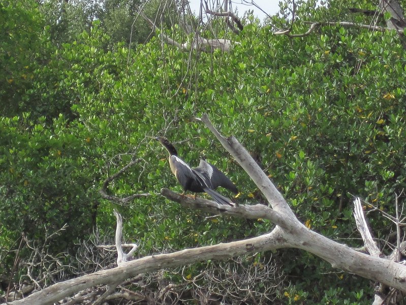 Captiva041813-5054.jpg - Anhinga. Kayaking around Buck Kay, very smooth water.  Winds from the NNE.  Paddled back with Dolphin.