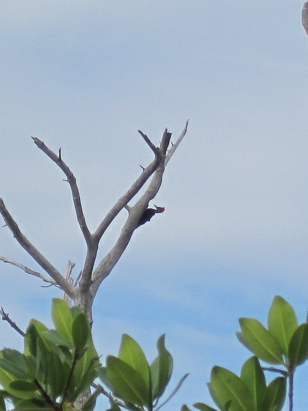 Captiva041813-5061.jpg - Pileated Woodpecker. Kayaking around Buck Kay, very smooth water.  Winds from the NNE.  Paddled back with Dolphin.