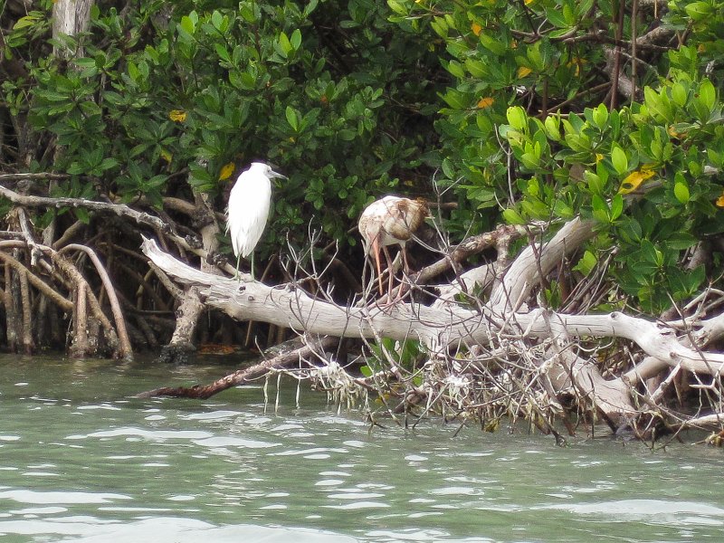 Captiva041813-5065.jpg - Snowy Egret and juvenile Ibis. Kayaking around Buck Kay, very smooth water.  Winds from the NNE.  Paddled back with Dolphin.