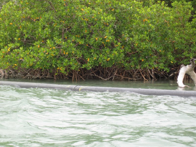 Captiva041813-5070.jpg - Kayaking around Buck Kay, very smooth water.  Winds from the NNE.  Paddled back with Dolphin.
