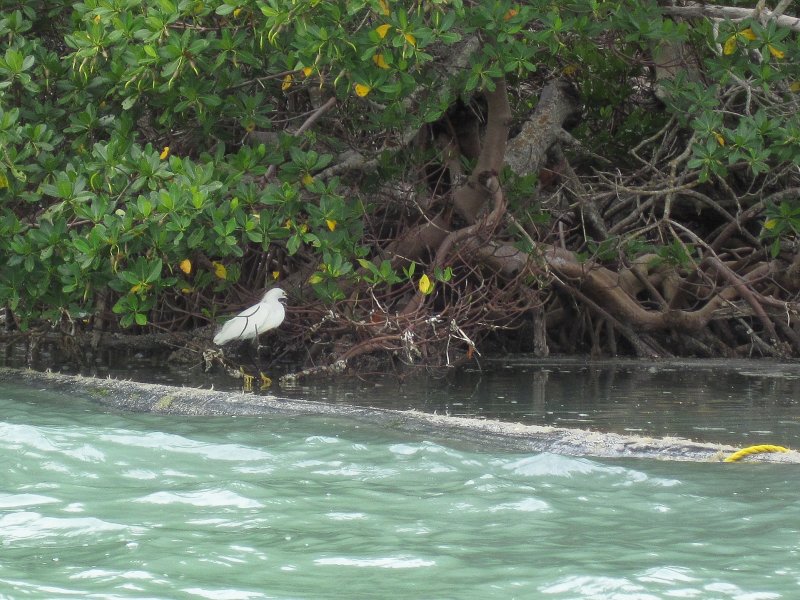 Captiva041813-5071.jpg - Snowy Egret hide in the mangroves near the blind pass dredging pipe. Kayaking around Buck Kay, very smooth water.  Winds from the NNE.  Paddled back with Dolphin.