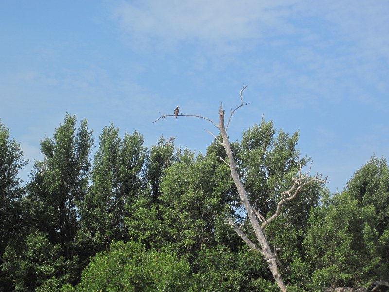 Captiva041813-4920.jpg - Osprey. Kayaking Around Buck Key -- Day 3.  We had gentle winds from the North; easy going out, rough coming back.  With Liz!