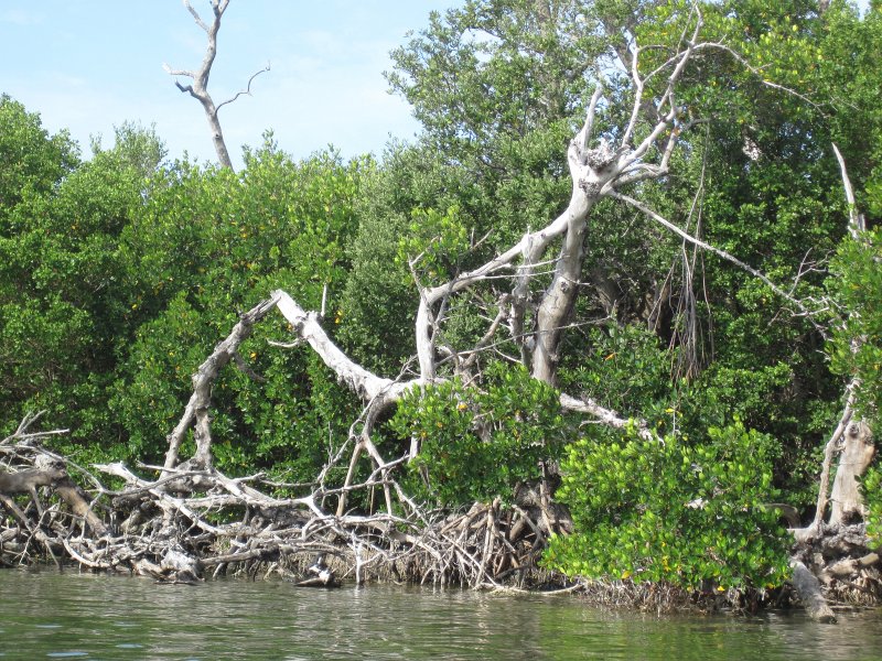 Captiva041813-4923.jpg - Heron, washed out by light, perched on a dead mangrove tree branch. Kayaking Around Buck Key -- Day 3.  We had gentle winds from the North; easy going out, rough coming back.  With Liz!