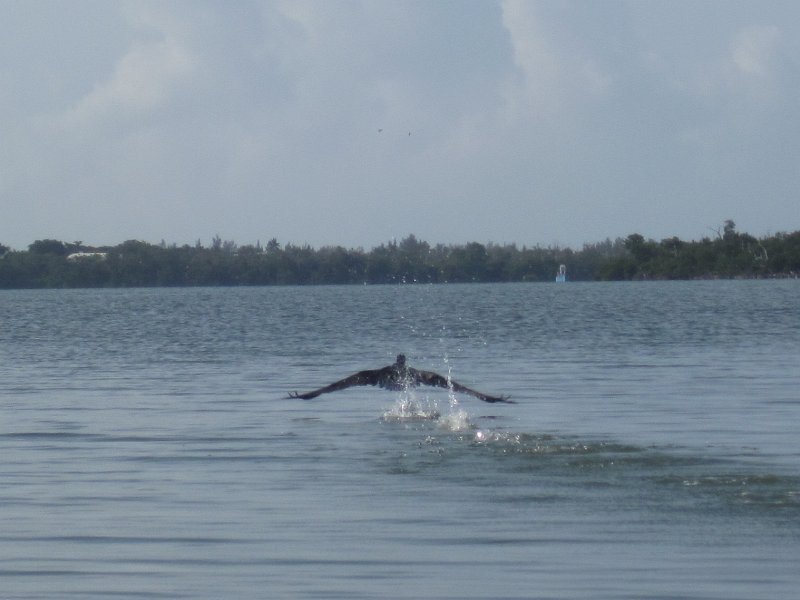 Captiva041813-4928.jpg - Pelican taking off. Kayaking Around Buck Key -- Day 3.  We had gentle winds from the North; easy going out, rough coming back.  With Liz!