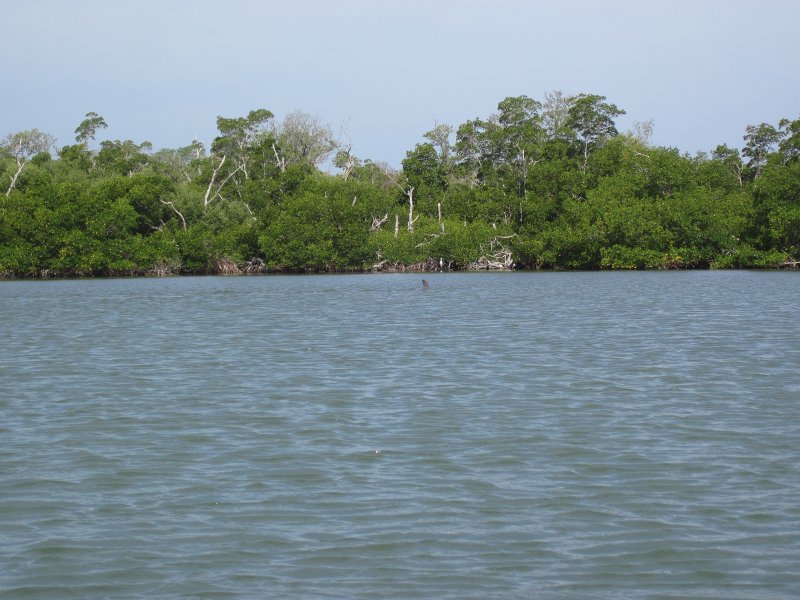 Captiva041813-4940.jpg - Dolphin. Kayaking Around Buck Key -- Day 3.  We had gentle winds from the North; easy going out, rough coming back.  With Liz!
