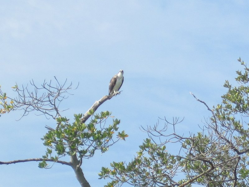 Captiva041813-4943.jpg - Osprey. Kayaking Around Buck Key -- Day 3.  We had gentle winds from the North; easy going out, rough coming back.  With Liz!