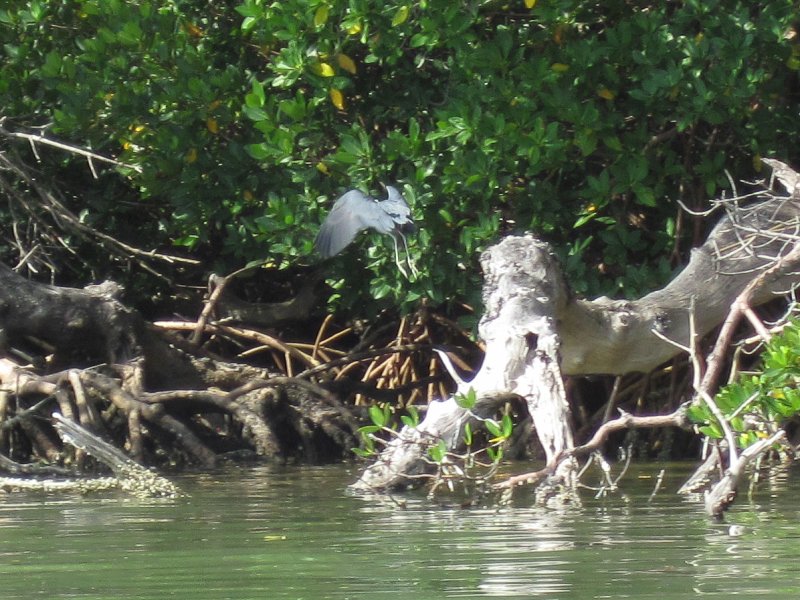 Captiva041813-4947.jpg - Little Blue Heron flying off a mangrove root. Kayaking Around Buck Key -- Day 3.  We had gentle winds from the North; easy going out, rough coming back.  With Liz!