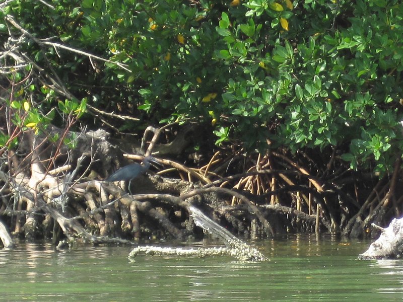 Captiva041813-4948.jpg - Little Blue Heron.  Kayaking Around Buck Key -- Day 3.  We had gentle winds from the North; easy going out, rough coming back.  With Liz!
