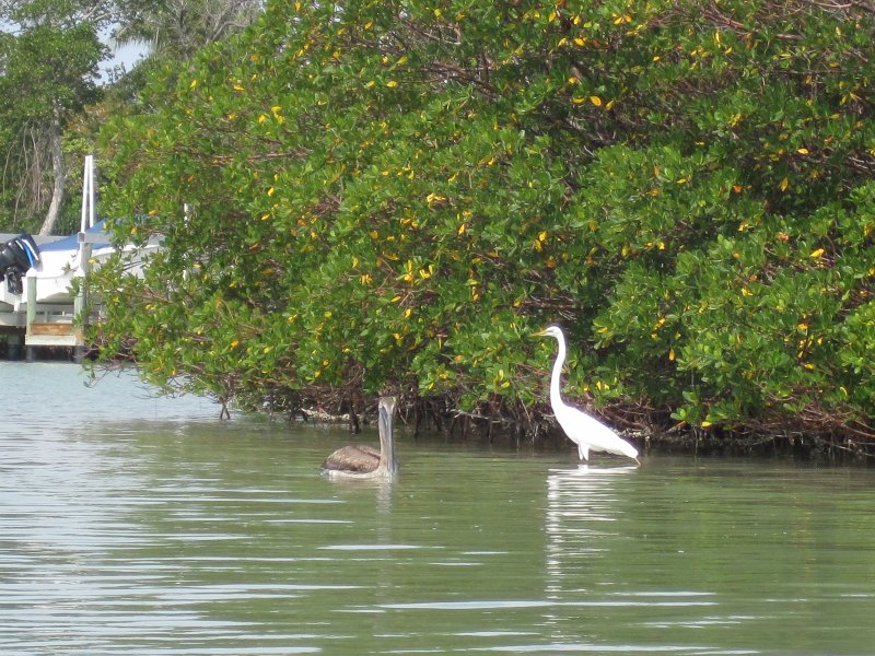Captiva041813-4959.jpg - Pelican and Great Egret. Kayaking Around Buck Key -- Day 3.  We had gentle winds from the North; easy going out, rough coming back.  With Liz!