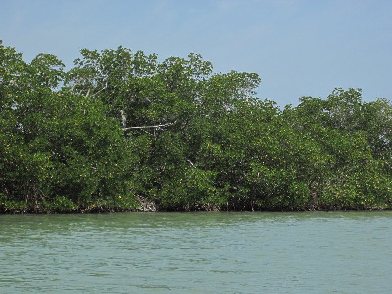 Captiva041813-4965.jpg - Great Blue Heron. Kayaking Around Buck Key -- Day 3.  We had gentle winds from the North; easy going out, rough coming back.  With Liz!