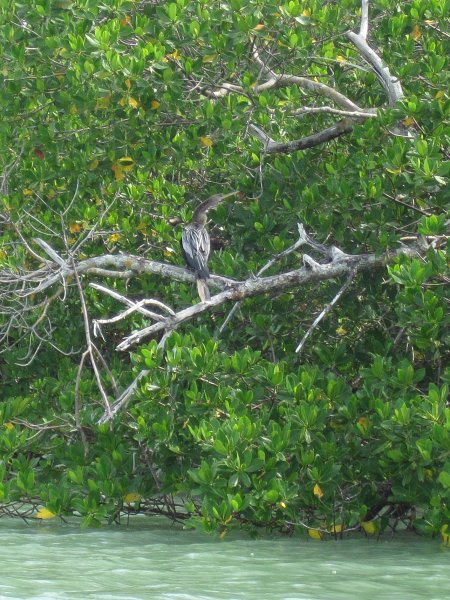 Captiva041813-4970.jpg - Anhinga. Kayaking Around Buck Key -- Day 3.  We had gentle winds from the North; easy going out, rough coming back.  With Liz!