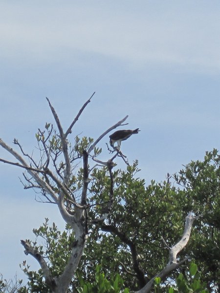 Captiva041813-4971.jpg - Osprey eating a fish. Kayaking Around Buck Key -- Day 3.  We had gentle winds from the North; easy going out, rough coming back.  With Liz!