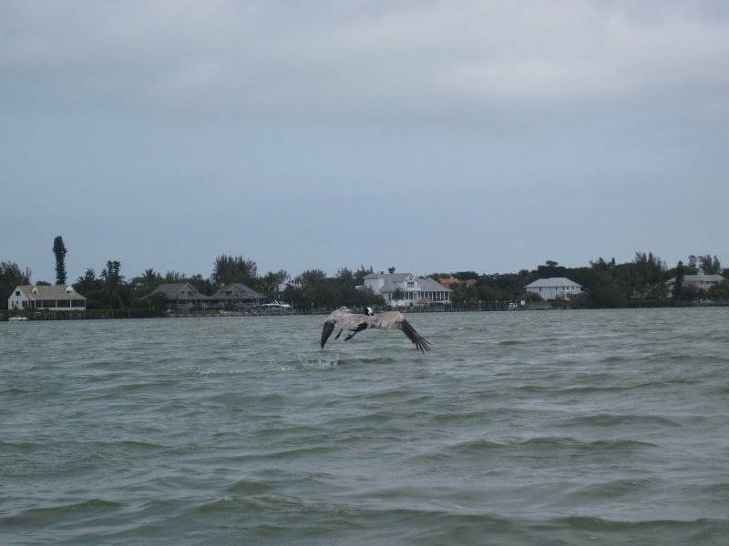 Captiva041813-4973.jpg - Pelican flying by. Kayaking Around Buck Key -- Day 3.  We had gentle winds from the North; easy going out, rough coming back.  With Liz!