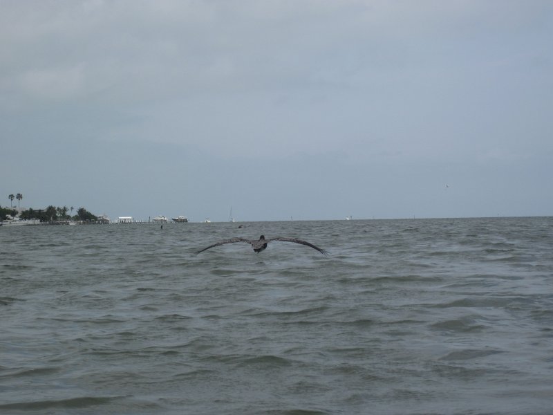 Captiva041813-4975.jpg - Pelicans flying over. Kayaking Around Buck Key -- Day 3.  We had gentle winds from the North; easy going out, rough coming back.  With Liz!