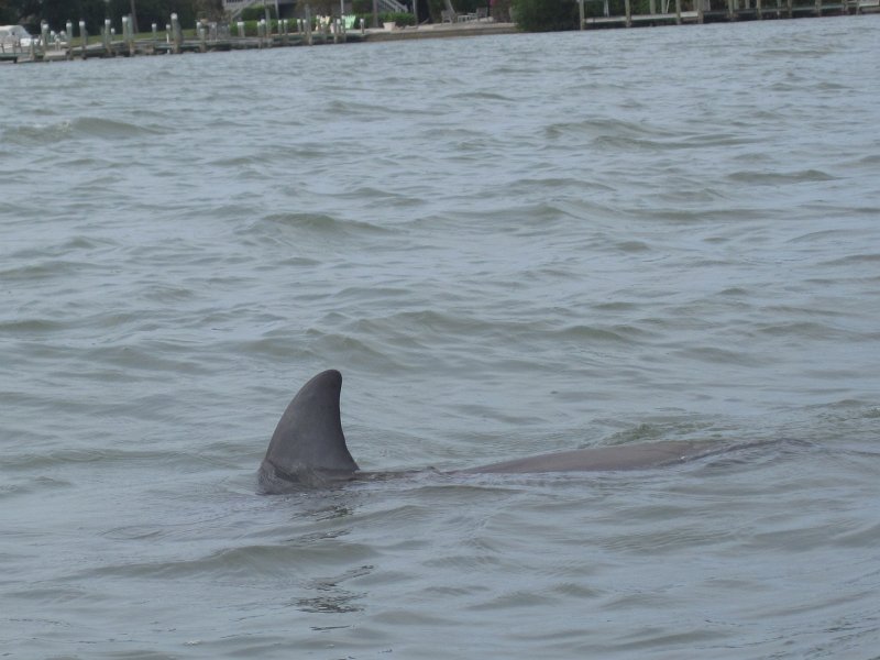 Captiva041813-4983.jpg - Dolphin. Kayaking Around Buck Key -- Day 3.  We had gentle winds from the North; easy going out, rough coming back.  With Liz!