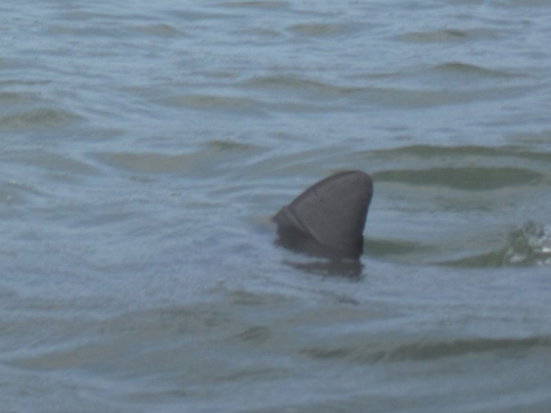 Captiva041813-4984.jpg - Dolphin. Kayaking Around Buck Key -- Day 3.  We had gentle winds from the North; easy going out, rough coming back.  With Liz!