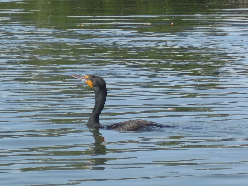 Captiva041813-4926.jpg - Cormorant swimming by the kayak. Kayaking Around Buck Key -- Day 3.  We had gentle winds from the North; easy going out, rough coming back.  With Liz!