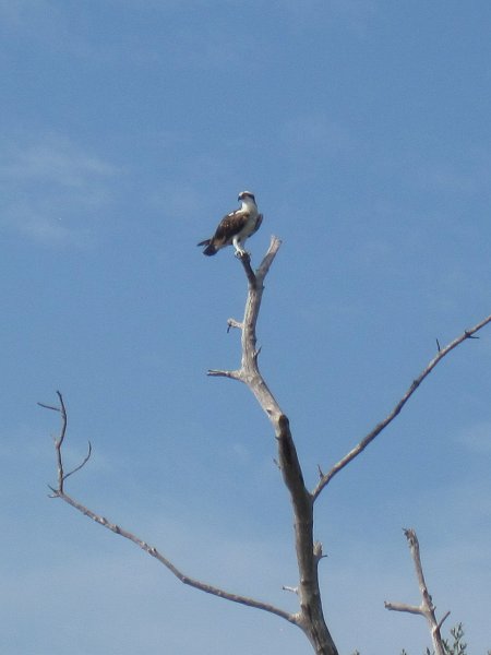 Captiva041813-4939.jpg - Osprey. Kayaking Around Buck Key -- Day 3.  We had gentle winds from the North; easy going out, rough coming back.  With Liz!