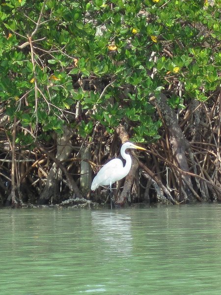 Captiva041813-4955.jpg - Great Egret. Kayaking Around Buck Key -- Day 3.  We had gentle winds from the North; easy going out, rough coming back.  With Liz!