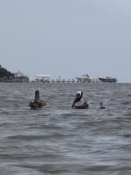 Captiva041813-4976.jpg - Pelicans with a seagull waiting for hand outs. Kayaking Around Buck Key -- Day 3.  We had gentle winds from the North; easy going out, rough coming back.  With Liz!