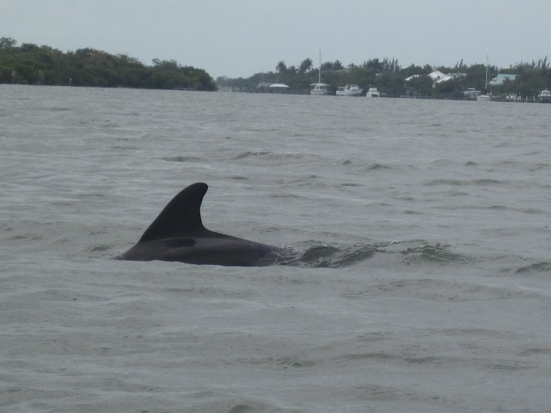 Captiva041813-4989.jpg - Dolphin. Kayaking Around Buck Key -- Day 3.  We had gentle winds from the North; easy going out, rough coming back.  With Liz!