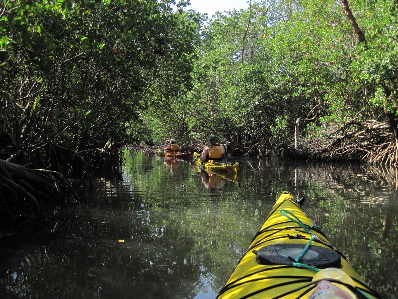Captiva041813-5008.jpg - Buck Key Mangrove Trail. Kayaking around Buck key, then took mangrove trail.  Went South 2/3 of the way down Roosevelt Channel then headed back.