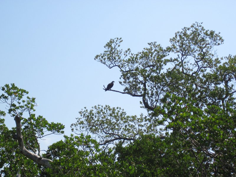 Captiva041813-5028.jpg - Osprey. Kayaking around Buck key, then took mangrove trail.  Went South 2/3 of the way down Roosevelt Channel then headed back.