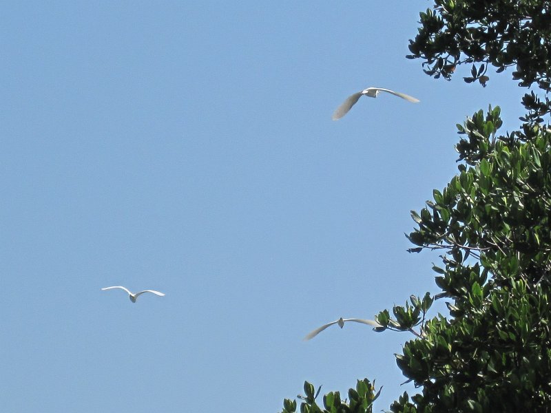 Captiva041813-5036.jpg - Cattle Egret flying away. Kayaking around Buck key, then took mangrove trail.  Went South 2/3 of the way down Roosevelt Channel then headed back.