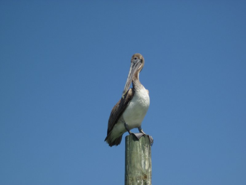 Captiva041813-5025.jpg - Pelican on piling near pier on the West side of Buck Key. Kayaking around Buck key, then took mangrove trail.  Went South 2/3 of the way down Roosevelt Channel then headed back.