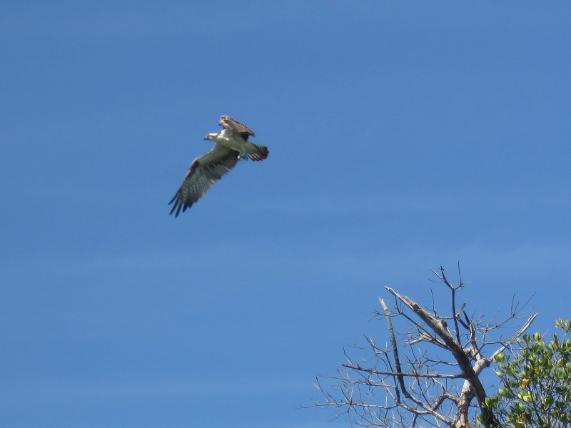Captiva041813-4798.jpg - Osprey. Kayaking Around Buck Key