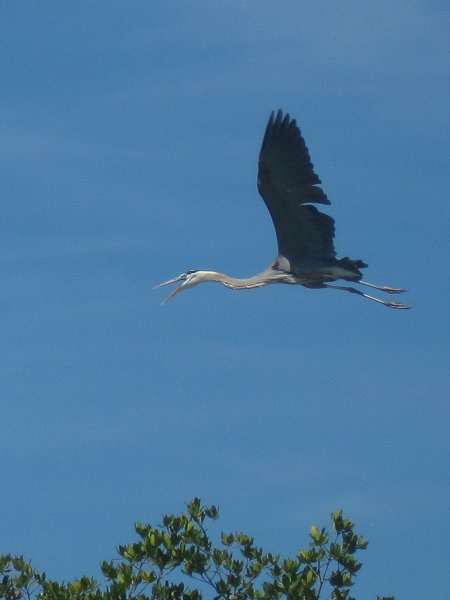 Captiva041813-4807.jpg - Great Blue Heron flying. Kayaking Around Buck Key