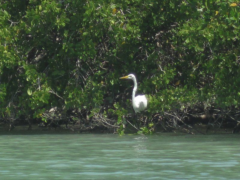 Captiva041813-4822.jpg - Great Egret. Kayaking Around Buck Key