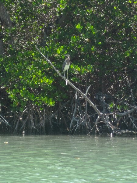 Captiva041813-4829.jpg - Tricolor Heron. Kayaking Around Buck Key
