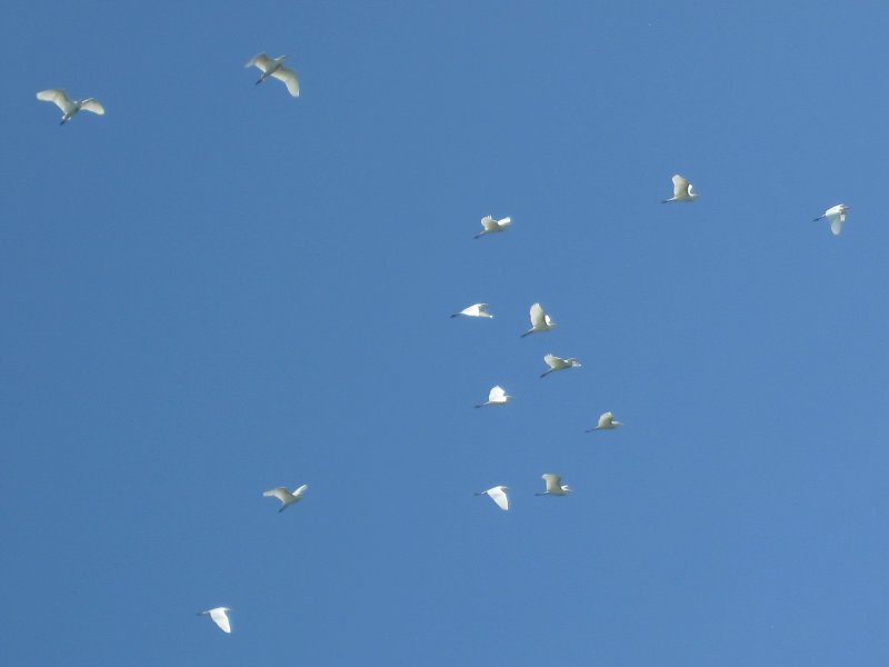 Captiva041813-4839.jpg - Snowy Egret, flying away. Kayaking Around Buck Key