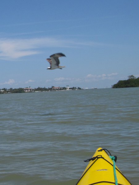 Captiva041813-4843.jpg - Osprey flying infront of our Kayaks. Kayaking Around Buck Key
