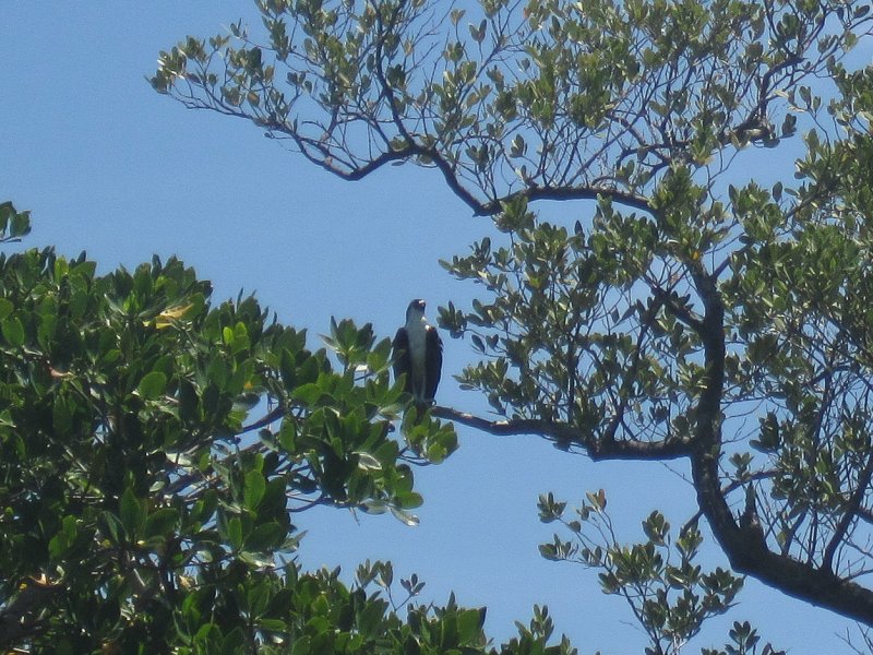 Captiva041813-4848.jpg - Osprey. Kayaking Around Buck Key