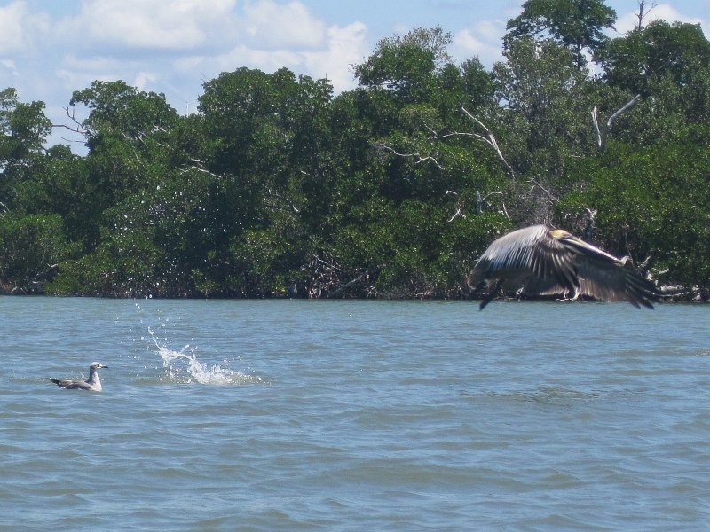 Captiva041813-4851.jpg - Pelican and Seagull. Kayaking Around Buck Key