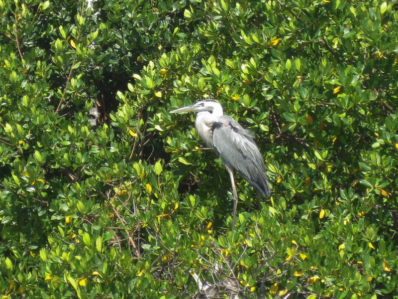 Captiva041813-4803.jpg - Great Blue Heron. Kayaking Around Buck Key