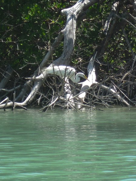 Captiva041813-4827.jpg - Great Egret. Kayaking Around Buck Key