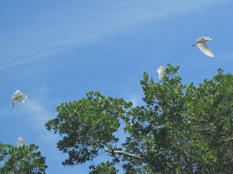 Captiva041813-4837.jpg - Snowy Egret, flying away. Kayaking Around Buck Key