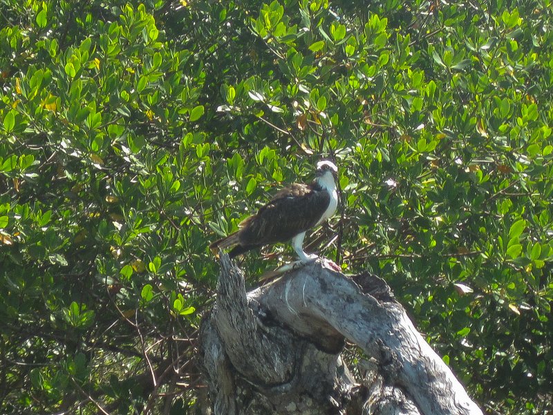 Captiva041813-4841.jpg - Osprey. Kayaking Around Buck Key