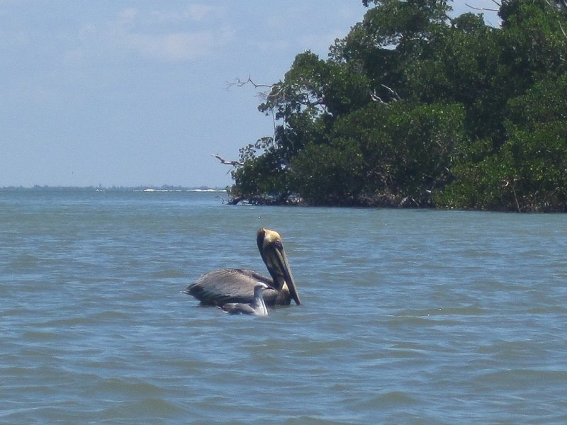 Captiva041813-4850.jpg - Pelican and Seagull. Kayaking Around Buck Key