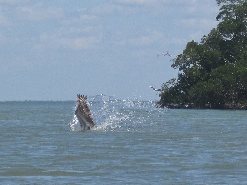 Captiva041813-4852.jpg - Pelican diving to catch a fish. Kayaking Around Buck Key